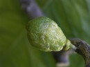 PICT1256 * Sur som en grn citron * 800 x 600 * (71KB)