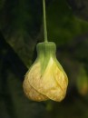 PICT1271 * Ett gult dinglande blomster * 600 x 800 * (25KB)
